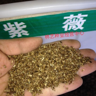 新采紫薇花种子美国红火箭紫薇种子红火球红花紫薇树种子