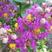 新采紫薇花种子美国红火箭紫薇种子红火球红花紫薇树种子