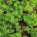 文竹种子耐阴喜暖多年生观叶植物阳台室内外四季盆栽种籽