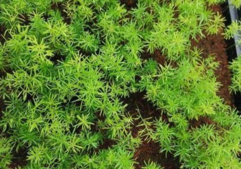 文竹种子耐阴喜暖多年生观叶植物阳台室内外四季盆栽种籽