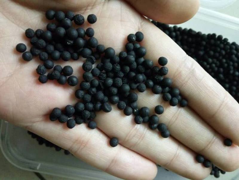文竹种子耐阴喜暖多年生观叶植物阳台室内外四季盆栽种籽