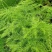 文竹种子耐阴喜暖多年生观叶植物阳台室内外四季盆栽种籽