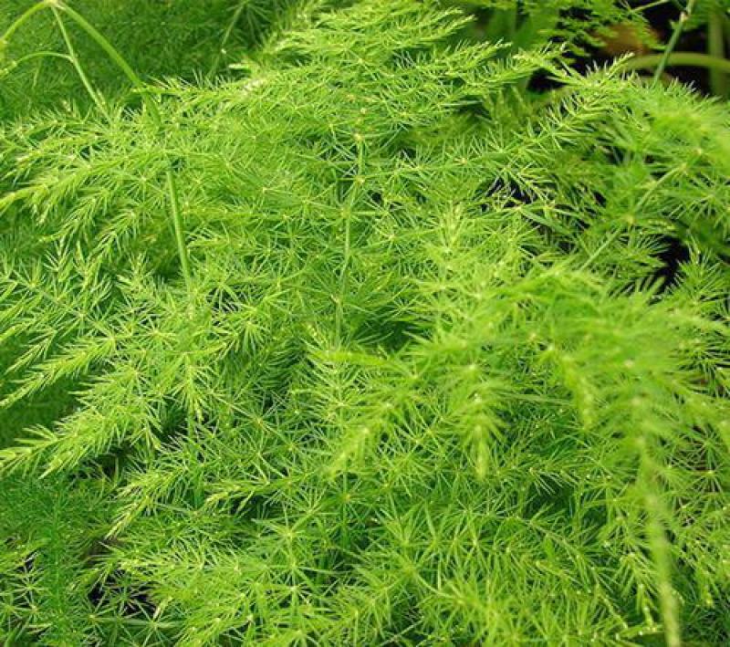文竹种子耐阴喜暖多年生观叶植物阳台室内外四季盆栽种籽