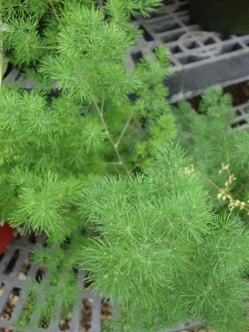 文竹种子耐阴喜暖多年生观叶植物阳台室内外四季盆栽种籽
