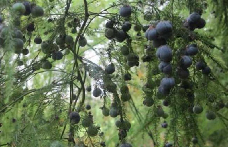 文竹种子耐阴喜暖多年生观叶植物阳台室内外四季盆栽种籽
