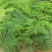 文竹种子耐阴喜暖多年生观叶植物阳台室内外四季盆栽种籽