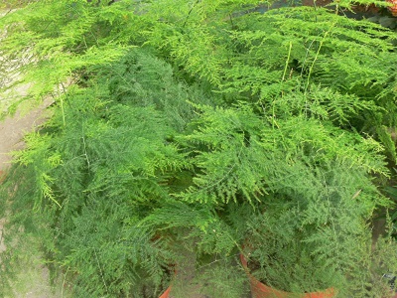 文竹种子耐阴喜暖多年生观叶植物阳台室内外四季盆栽种籽