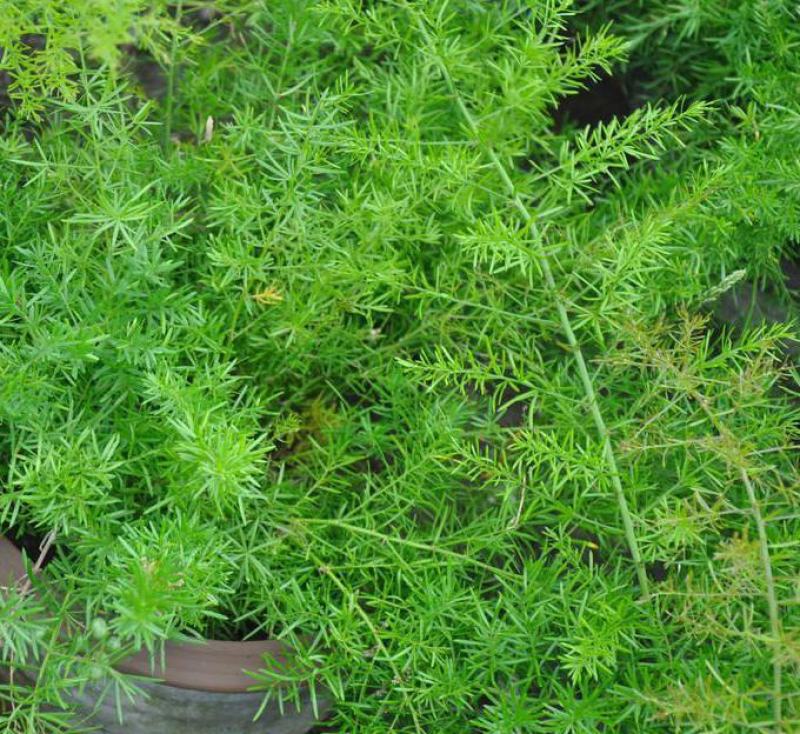文竹种子耐阴喜暖多年生观叶植物阳台室内外四季盆栽种籽