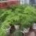 文竹种子耐阴喜暖多年生观叶植物阳台室内外四季盆栽种籽