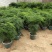 文竹种子耐阴喜暖多年生观叶植物阳台室内外四季盆栽种籽