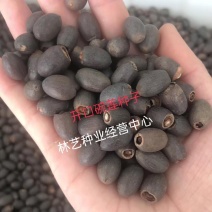 四季播种碗莲种子已开口水培植物睡莲荷花种子室内盆栽绿植花