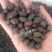 四季播种碗莲种子已开口水培植物睡莲荷花种子室内盆栽绿植花