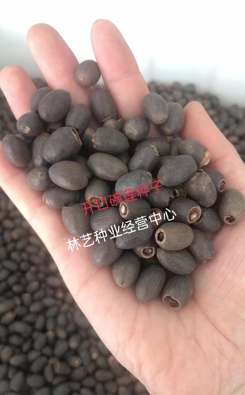 四季播种碗莲种子已开口水培植物睡莲荷花种子室内盆栽绿植花