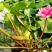 四季播种碗莲种子已开口水培植物睡莲荷花种子室内盆栽绿植花