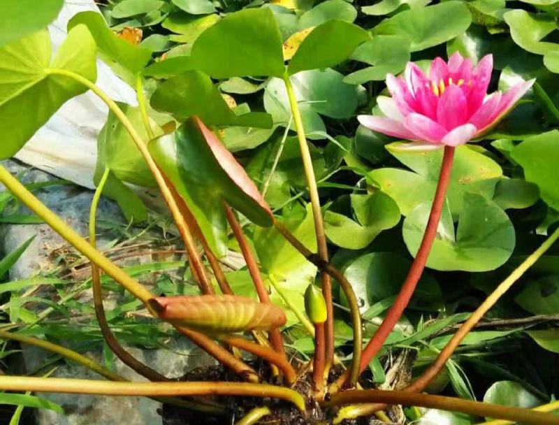 四季播种碗莲种子已开口水培植物睡莲荷花种子室内盆栽绿植花