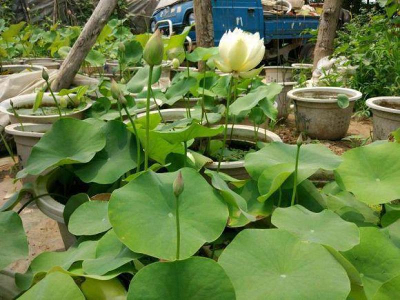 四季播种碗莲种子已开口水培植物睡莲荷花种子室内盆栽绿植花