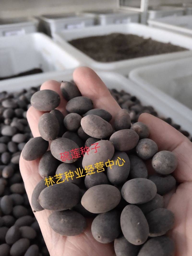 四季播种碗莲种子已开口水培植物睡莲荷花种子室内盆栽绿植花