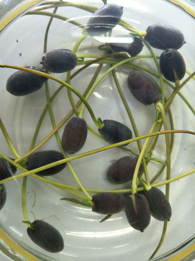 四季播种碗莲种子已开口水培植物睡莲荷花种子室内盆栽绿植花
