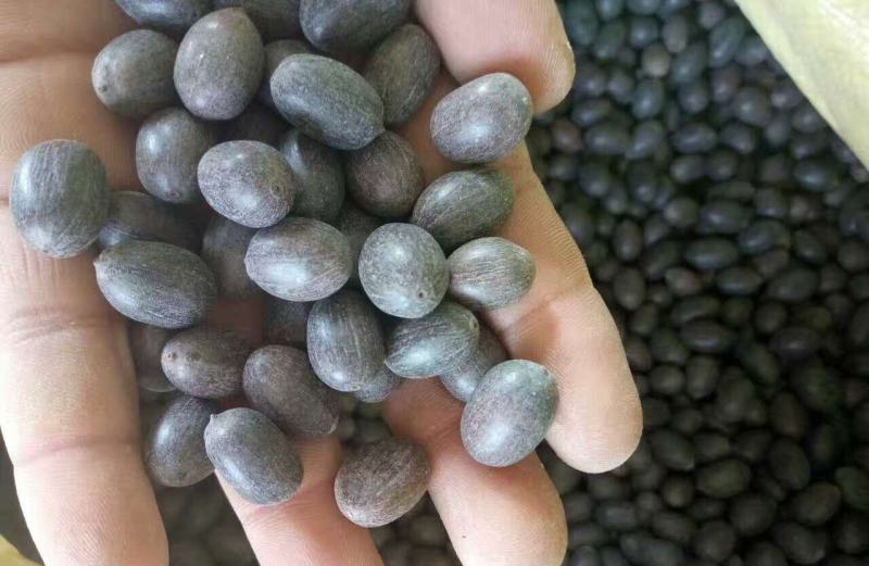 四季播种碗莲种子已开口水培植物睡莲荷花种子室内盆栽绿植花
