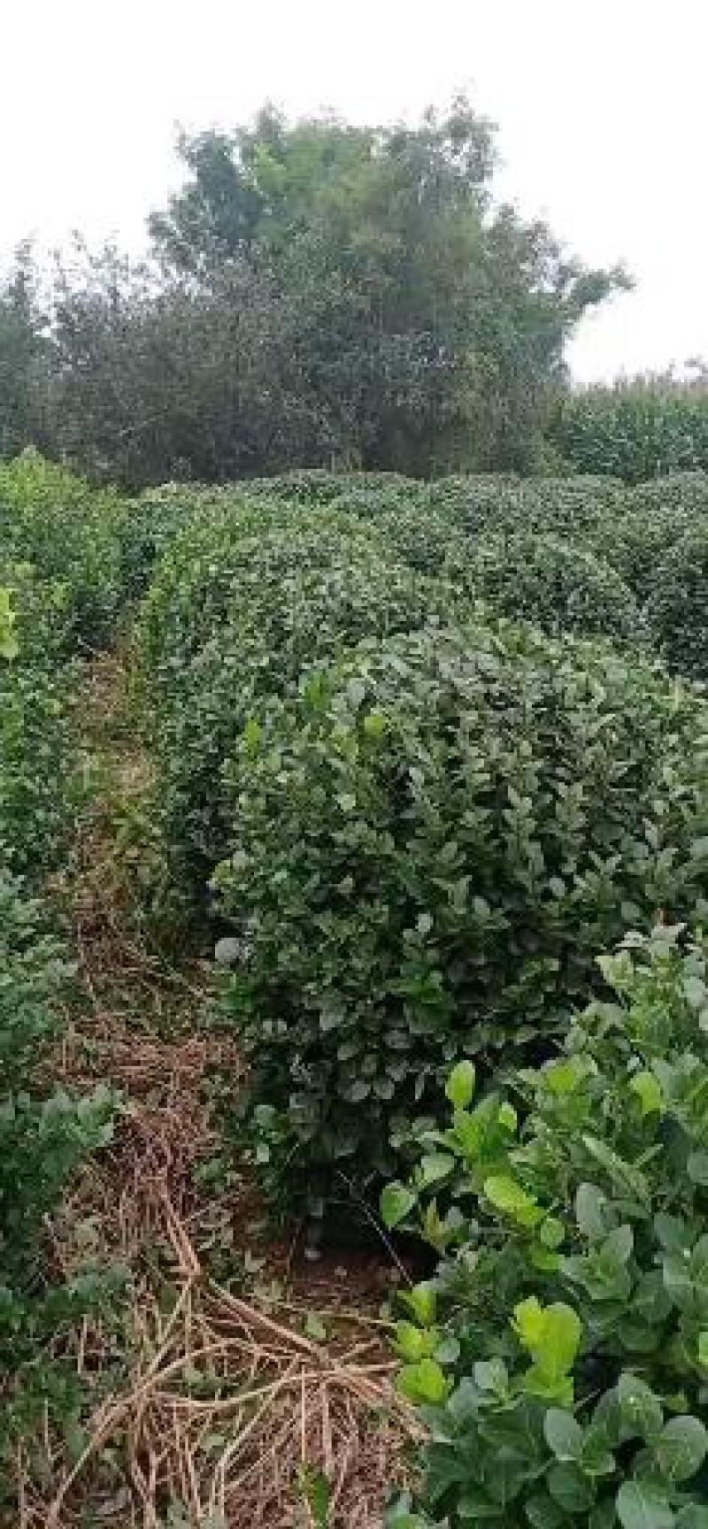 【卫矛苗】精品卫矛球工程苗木现挖现发包成活