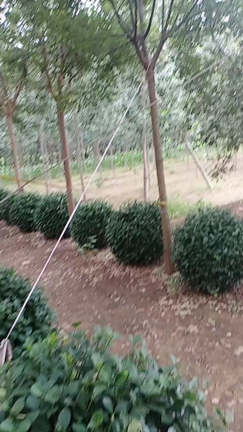 【卫矛苗】精品卫矛球工程苗木现挖现发包成活