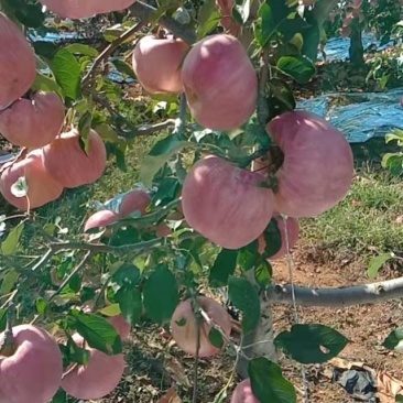 绥中县苹果