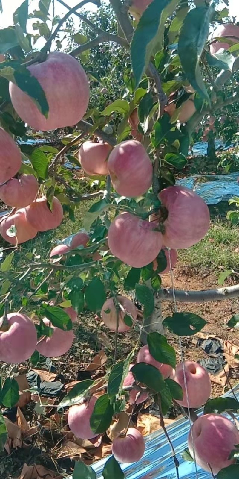 绥中县苹果