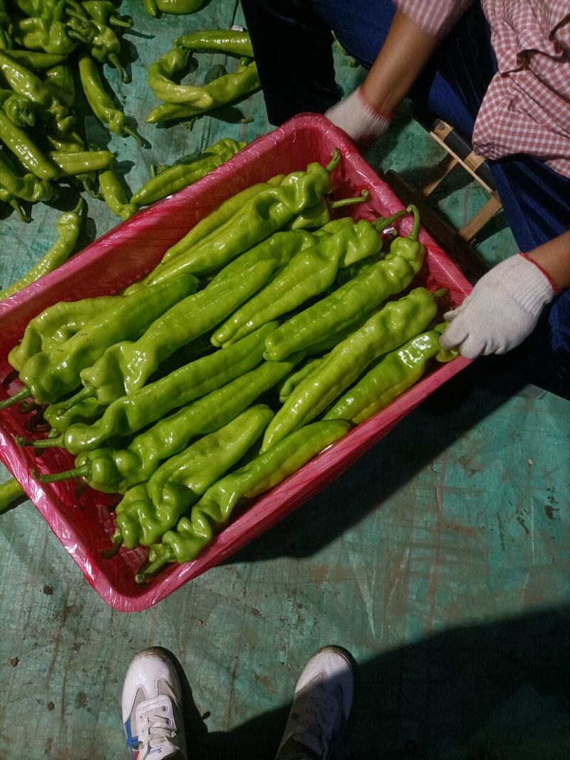 大棚尖椒大量上市
