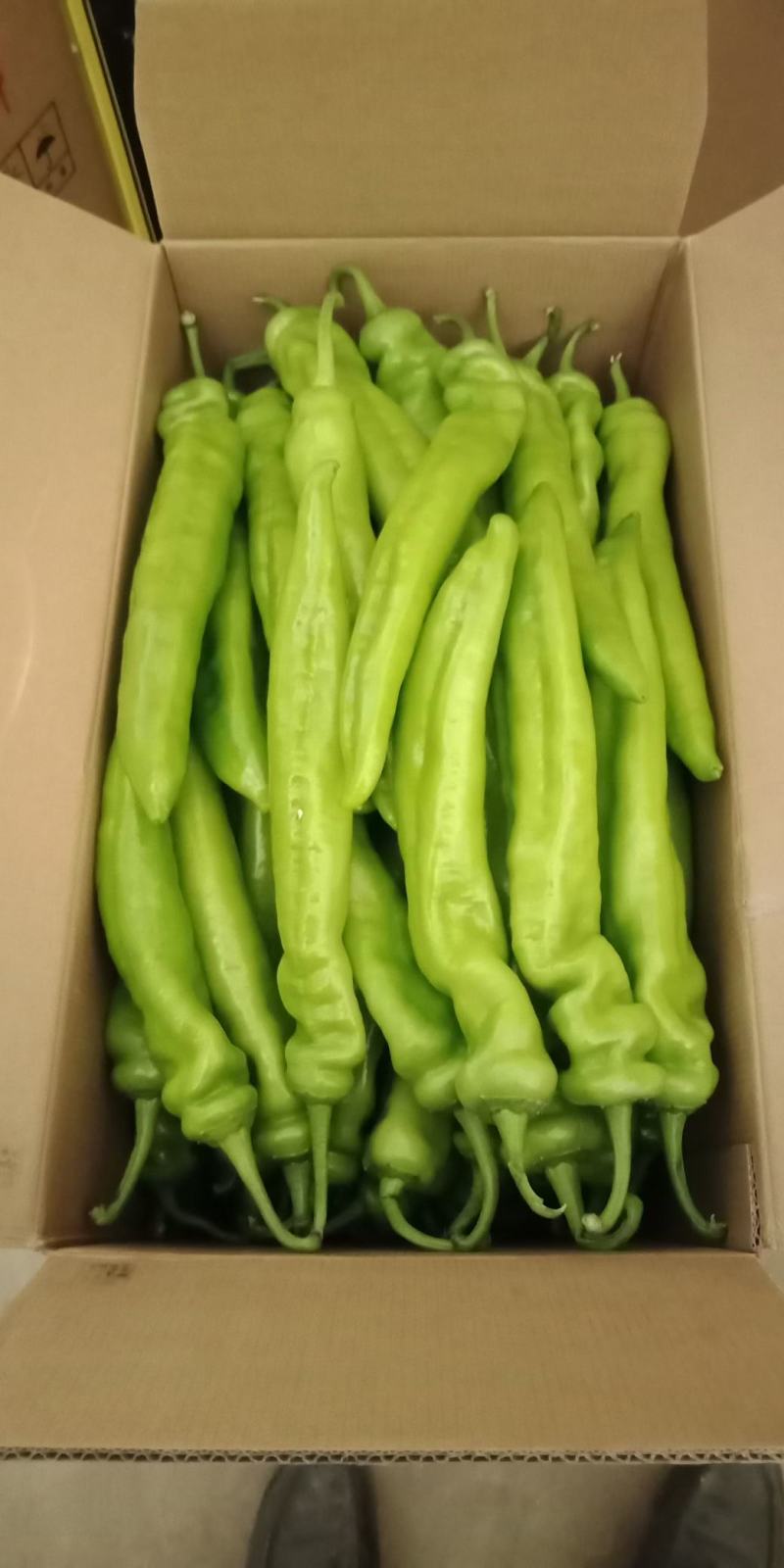 大棚尖椒大量上市