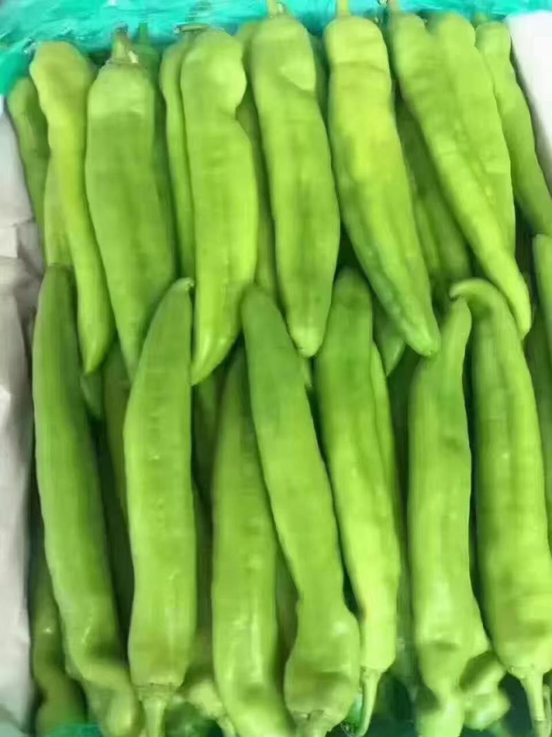大棚尖椒大量上市