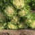 好再来高装菜大量上市颗大产地直供欢迎采购可视频看货
