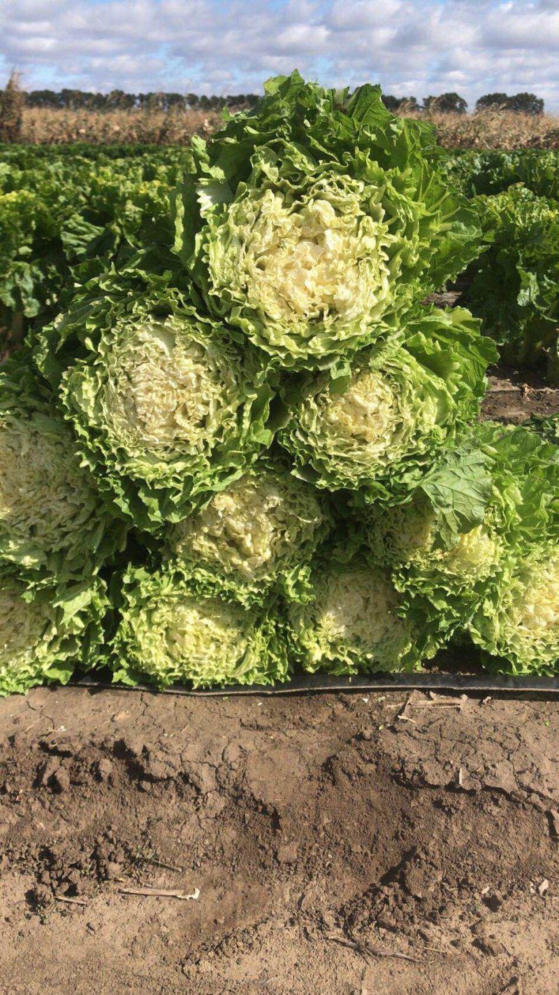好再来高装菜大量上市颗大产地直供欢迎采购可视频看货