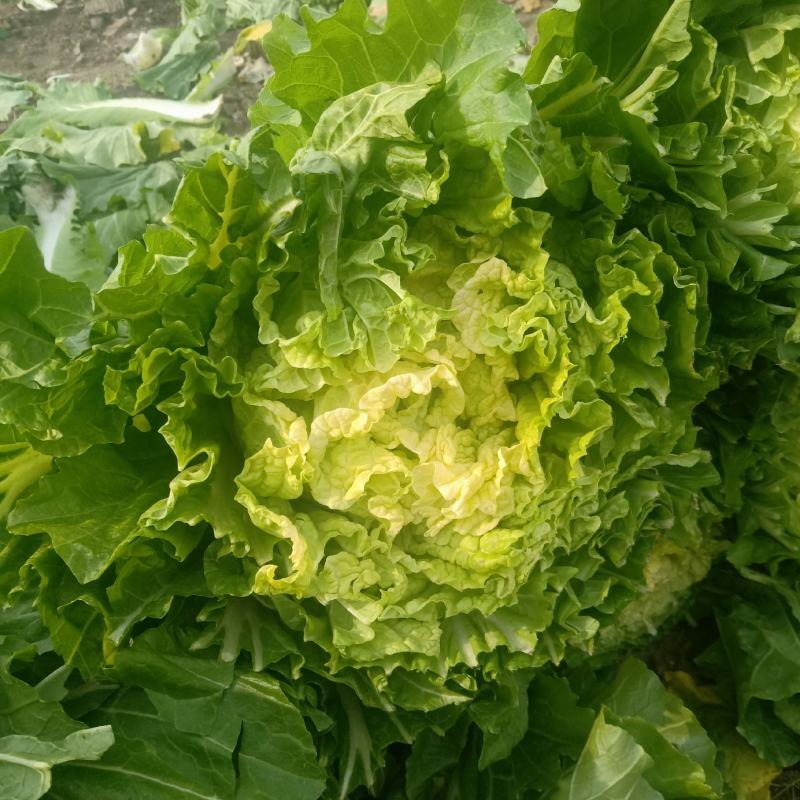 好再来高装菜大量上市颗大产地直供欢迎采购可视频看货