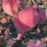 山东万亩红富士苹果大量上市了，脆甜可口，保质保量