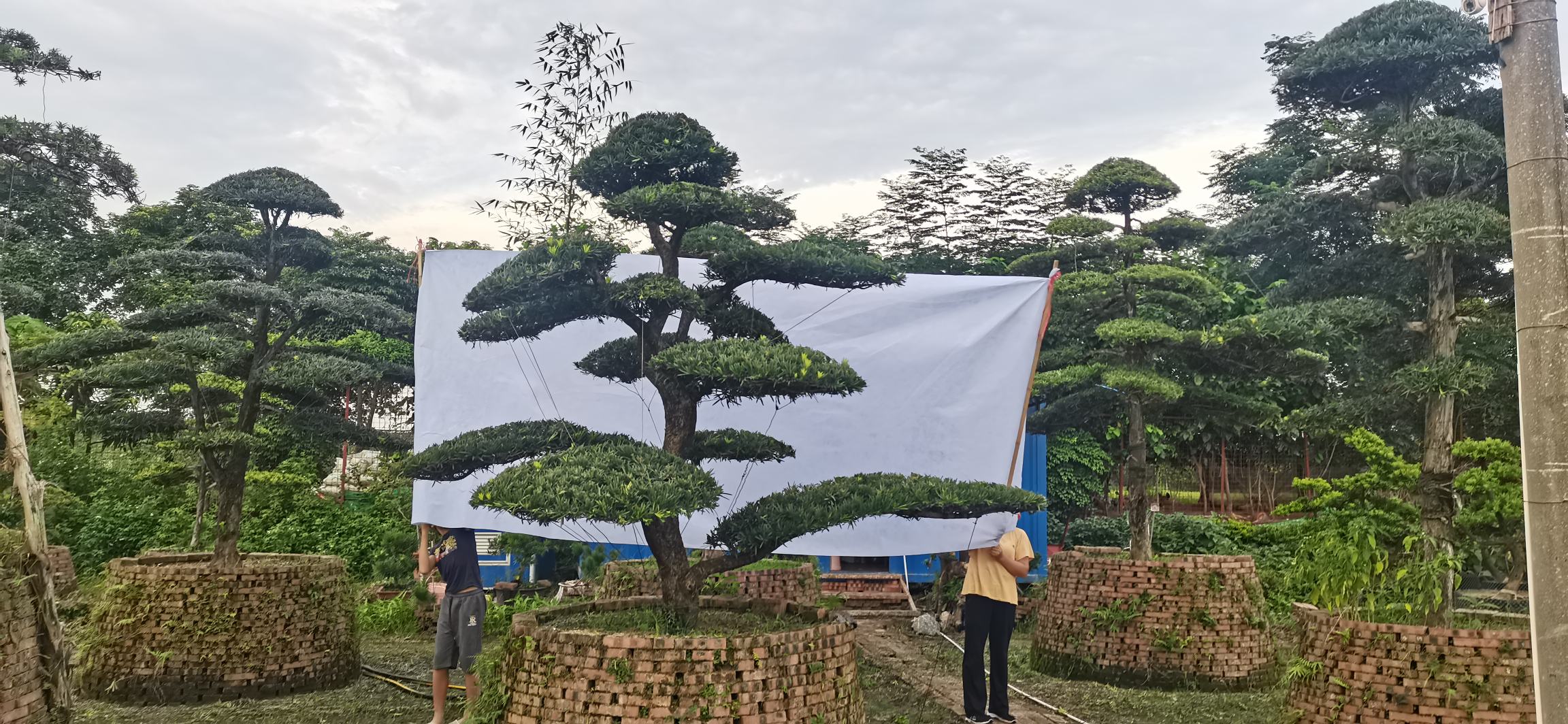 罗汉松移栽上盆过程示意图