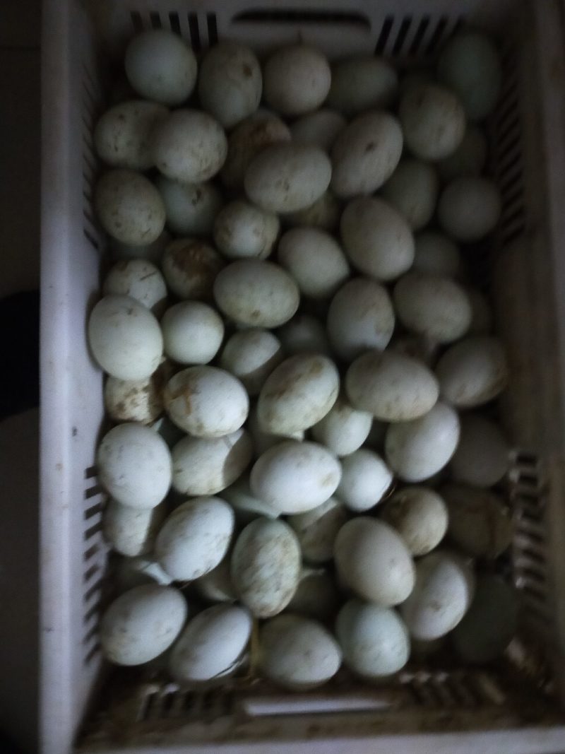 新鲜鸭蛋