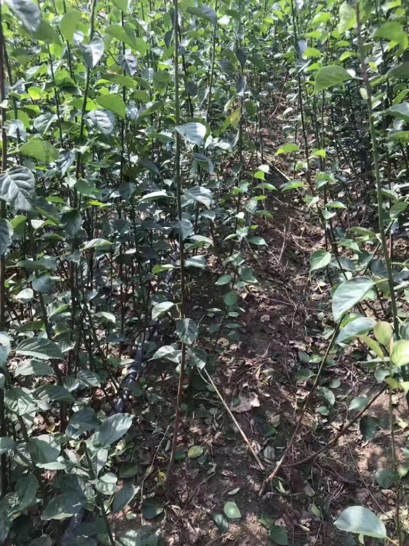红梅苗！红梅苗基地，扦插红梅苗，量大供应。基地直销。。