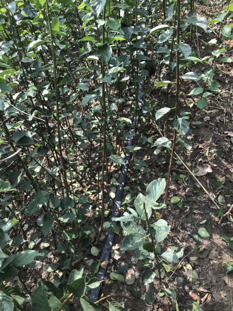 红梅苗！红梅苗基地，扦插红梅苗，量大供应。基地直销。。