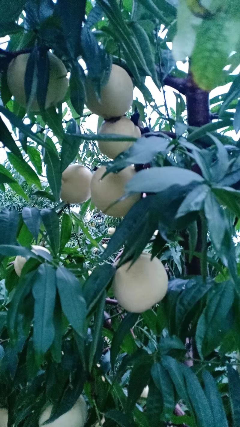 映双红罐头桃，白桃大量上市，加工果汁专用