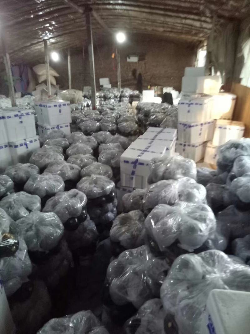紫光圆茄，山东莘县圆茄大量上市中，实力代办诚信经营
