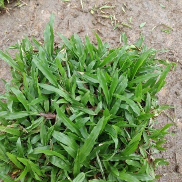 热销精品大叶油草块，现货批发，无杂草，泥巴地，易活！
