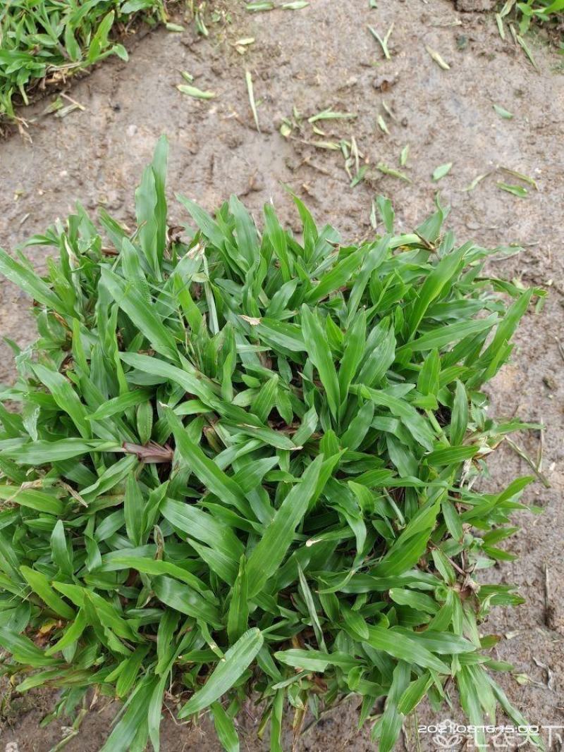 热销精品大叶油草块，现货批发，无杂草，泥巴地，易活！