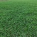 热销精品大叶油草块，现货批发，无杂草，泥巴地，易活！