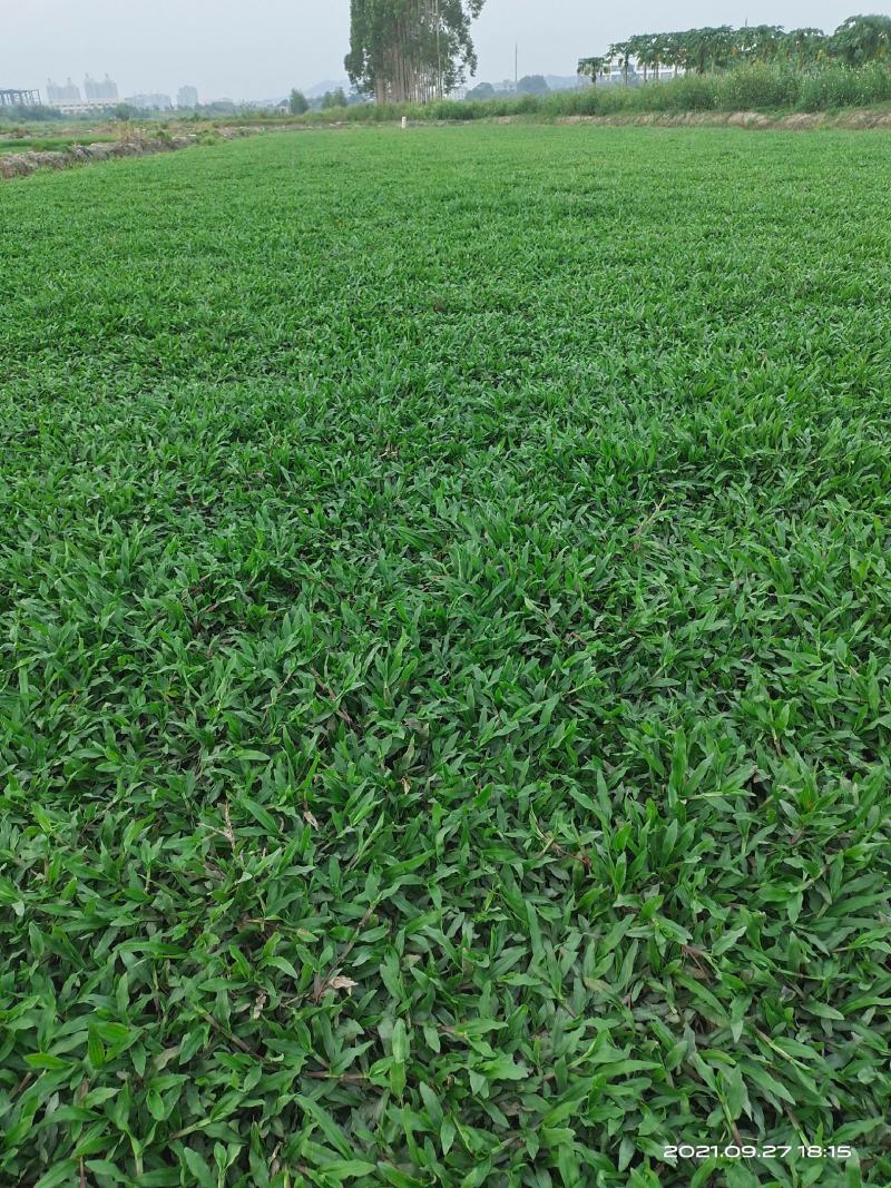 热销精品大叶油草块，现货批发，无杂草，泥巴地，易活！