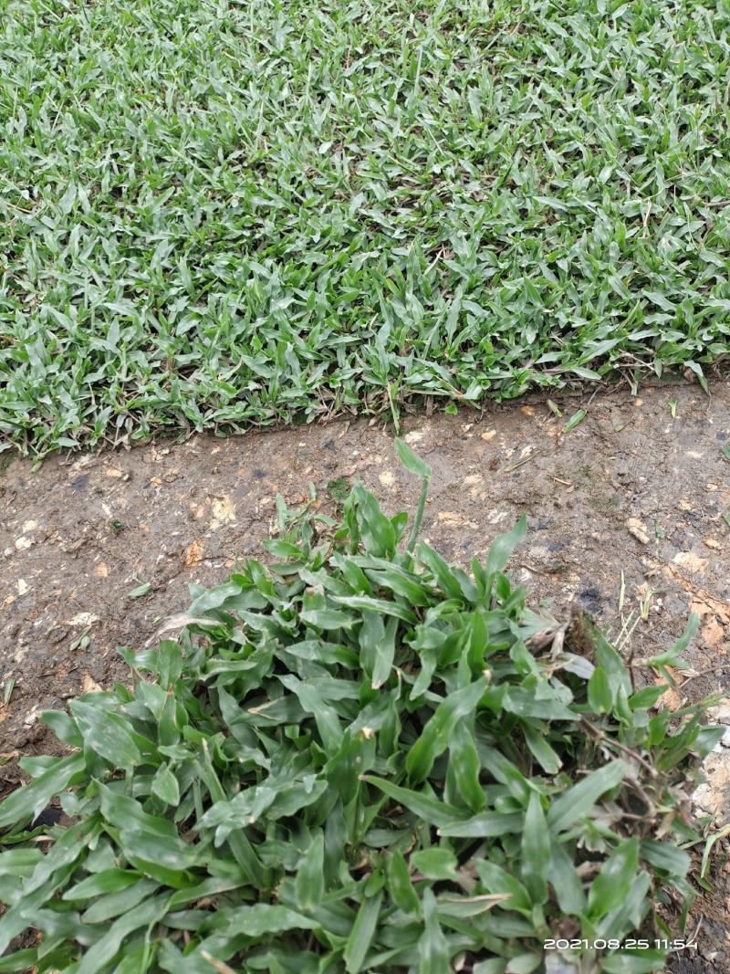 热销精品大叶油草块，现货批发，无杂草，泥巴地，易活！
