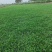 热销精品大叶油草块，现货批发，无杂草，泥巴地，易活！
