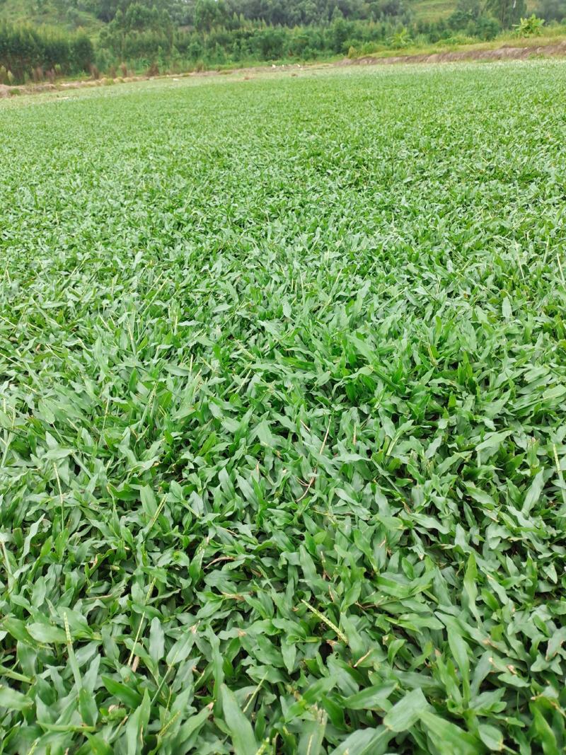 热销精品大叶油草块，现货批发，无杂草，泥巴地，易活！