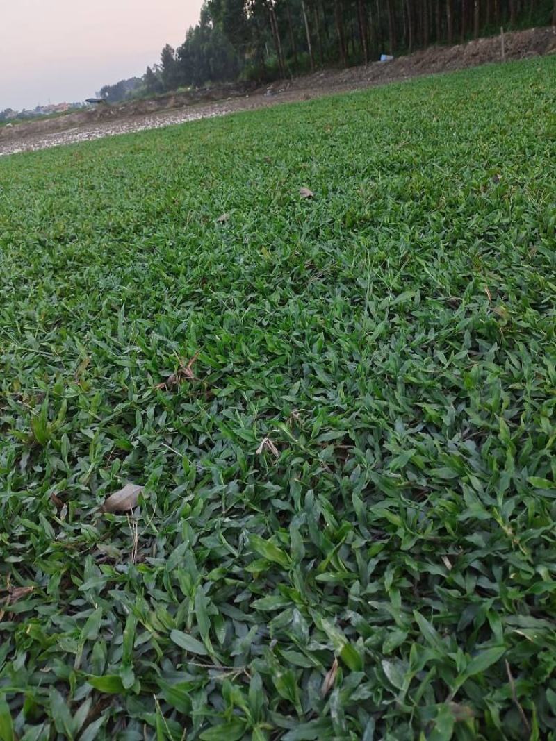 精品大叶油草块，24小时内发货，量大有优惠！