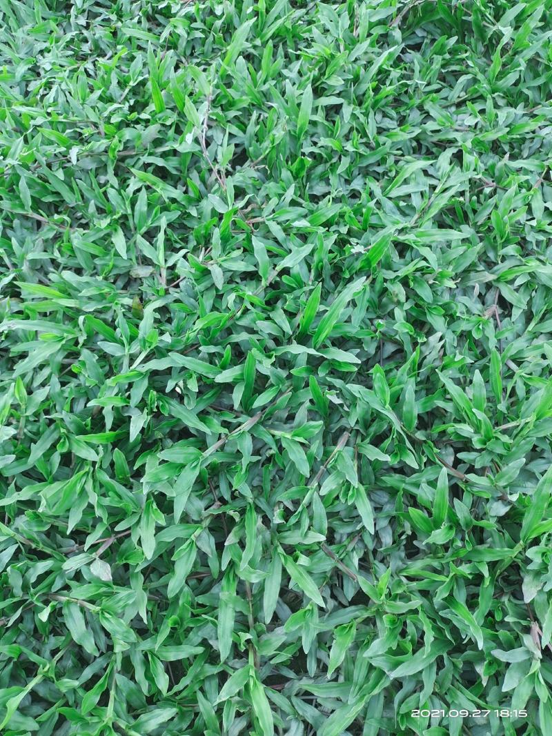 精品大叶油草块，24小时内发货，量大有优惠！