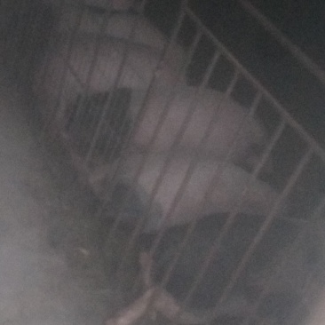巴马香猪
